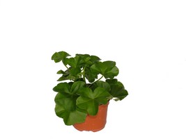 Butase flori de balcon