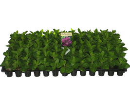 Butase flori de balcon