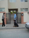 Dresaj de companie Bucuresti