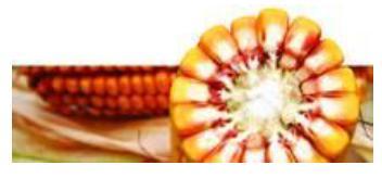 Seminte cereale