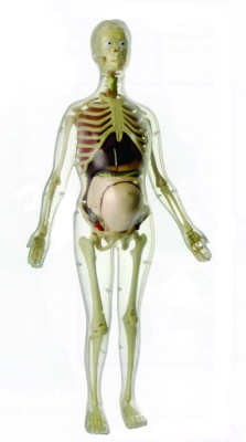 Instrumente anatomie