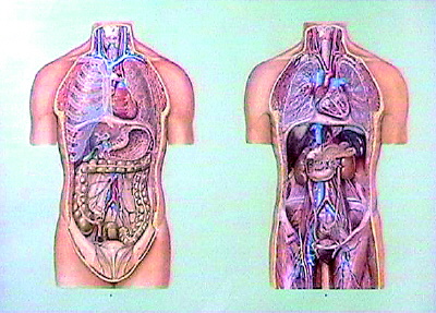 Planse anatomie