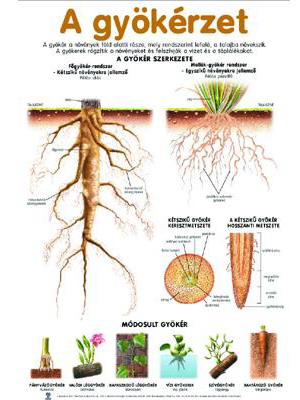 Planse botanica