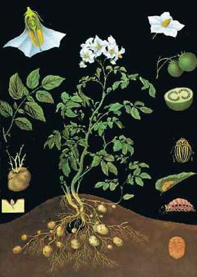 Planse botanica