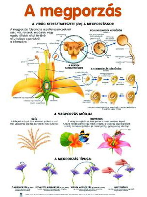 Planse botanica