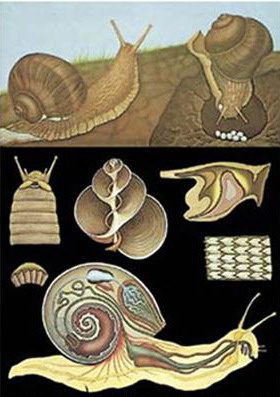 Planse zoologie