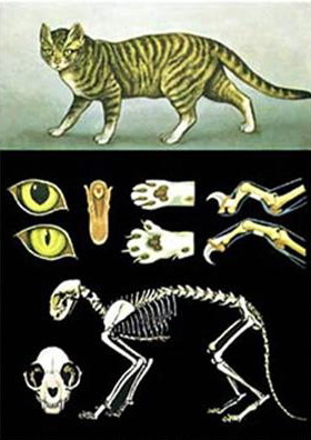 Planse zoologie