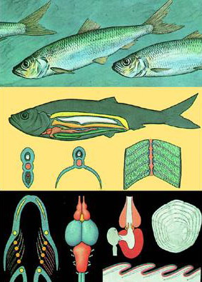 Planse zoologie