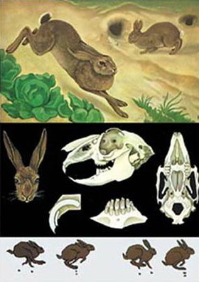Planse zoologie