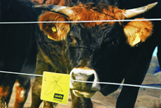 Gard electric animale
