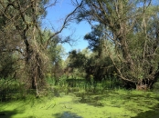 Croaziere Delta Dunarii