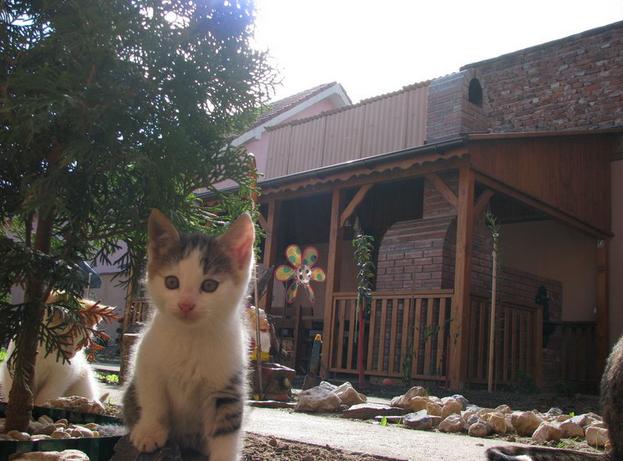 Terasa din lemn acoperita