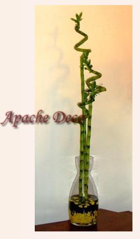 Plante ornamentale Bucuresti