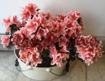 Plante ornamentale Bucuresti