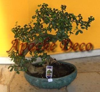 Plante ornamentale Bucuresti
