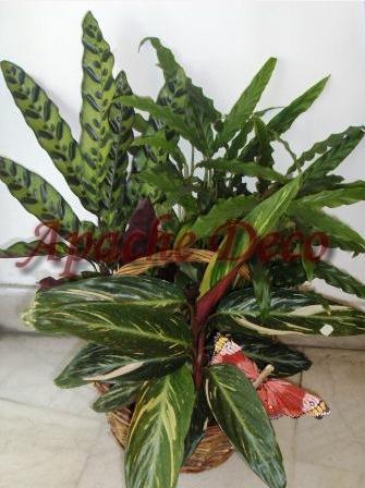 Plante ornamentale Bucuresti