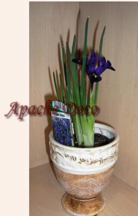 Plante ornamentale Bucuresti