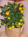 Plante ornamentale Bucuresti